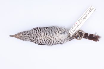 Media type: image;   Ornithology 77127 Description: Photograph of specimen: Ventral.;